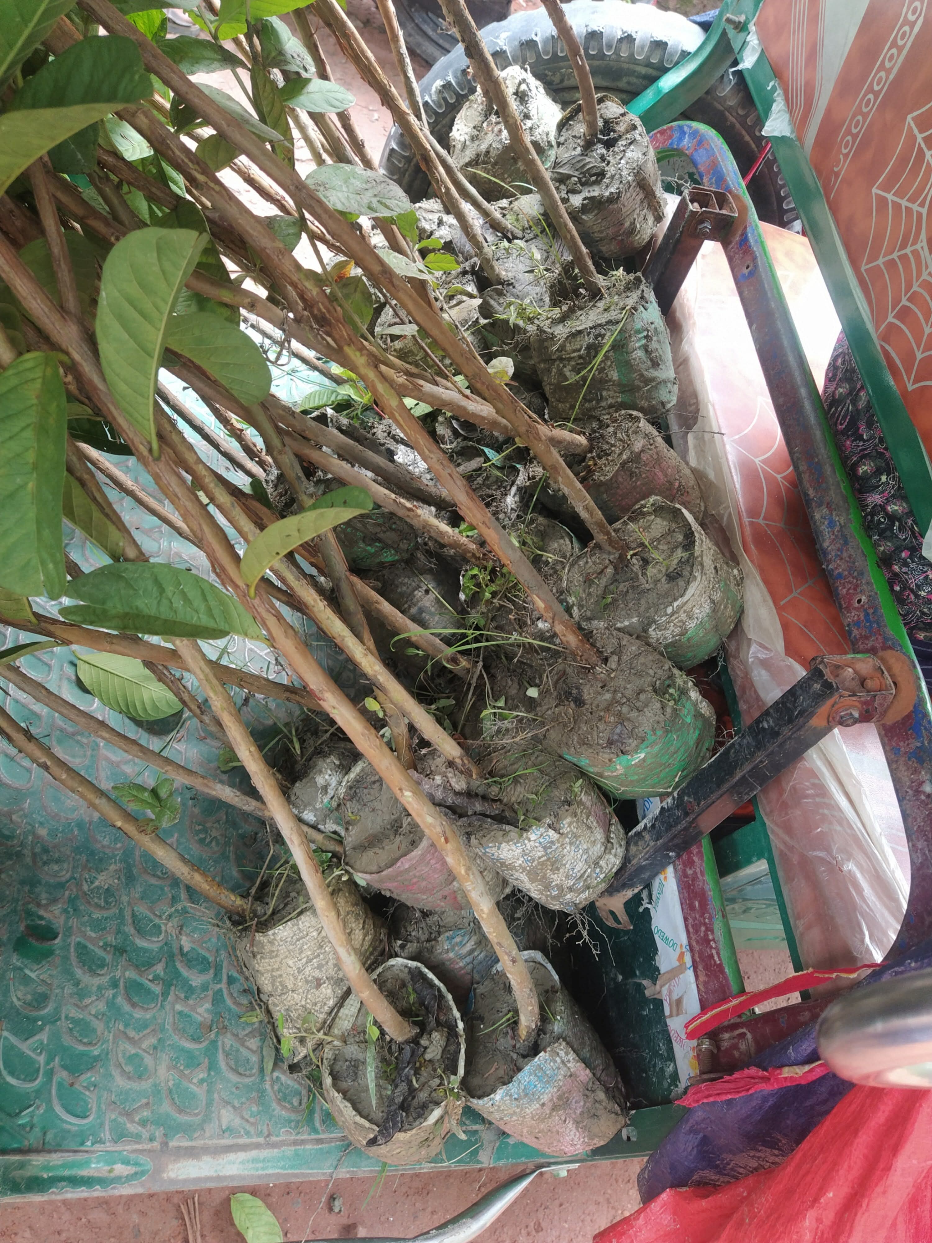 বৃক্ষরোপণ — ছবি 3